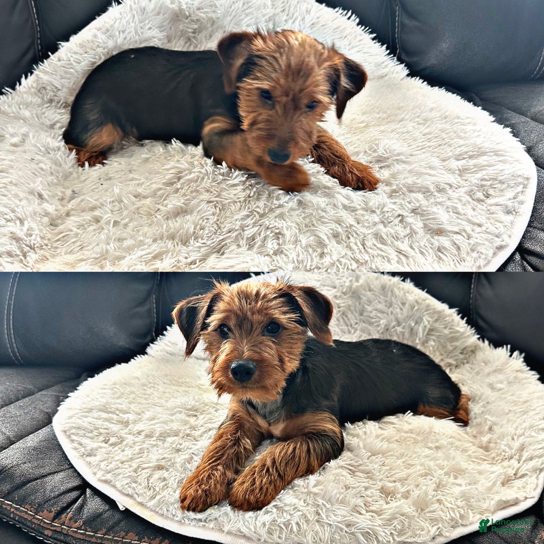 Yorkshire Terrier dogs for sale: Yorkshire Terrier Puppy 2 - Ad 1