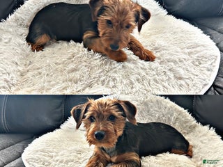 Yorkshire Terrier dogs Yorkshire Terrier Puppy 2 - Ad 41