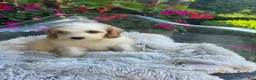 Mini Bernedoodle dogs for sale: Bailey - Ad 10