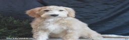Goldendoodle dogs for sale: Ginger - Ad 2