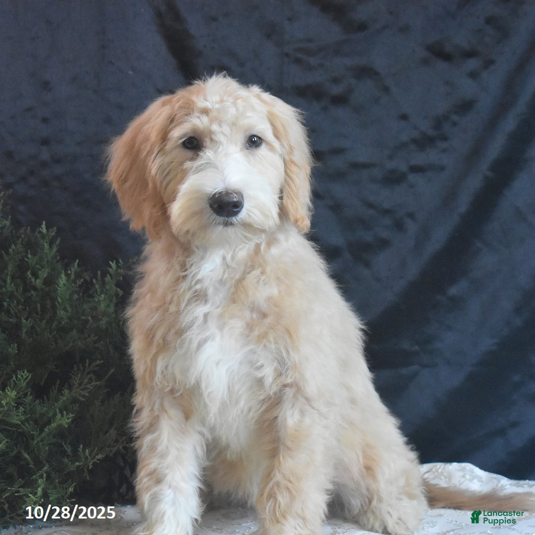 Goldendoodle dogs for sale: Ginger - Ad 2
