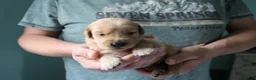 Golden Retriever dogs for sale: Golden Retriever Puppy 7 - Ad 3