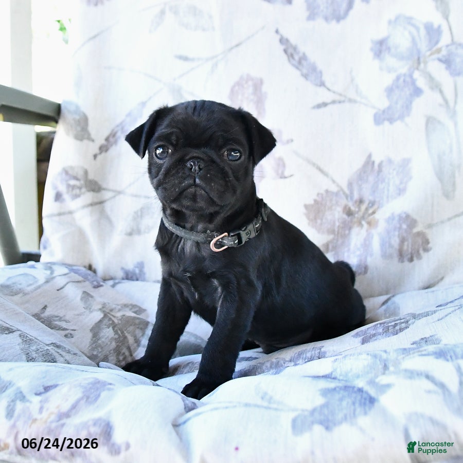 Pug dogs Marvin - Ad 1