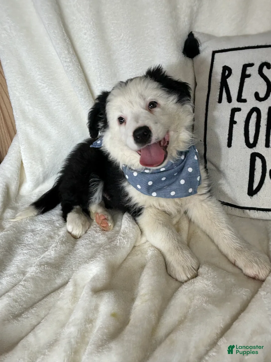 Border Collie dogs for sale: Bentley - Ad 1