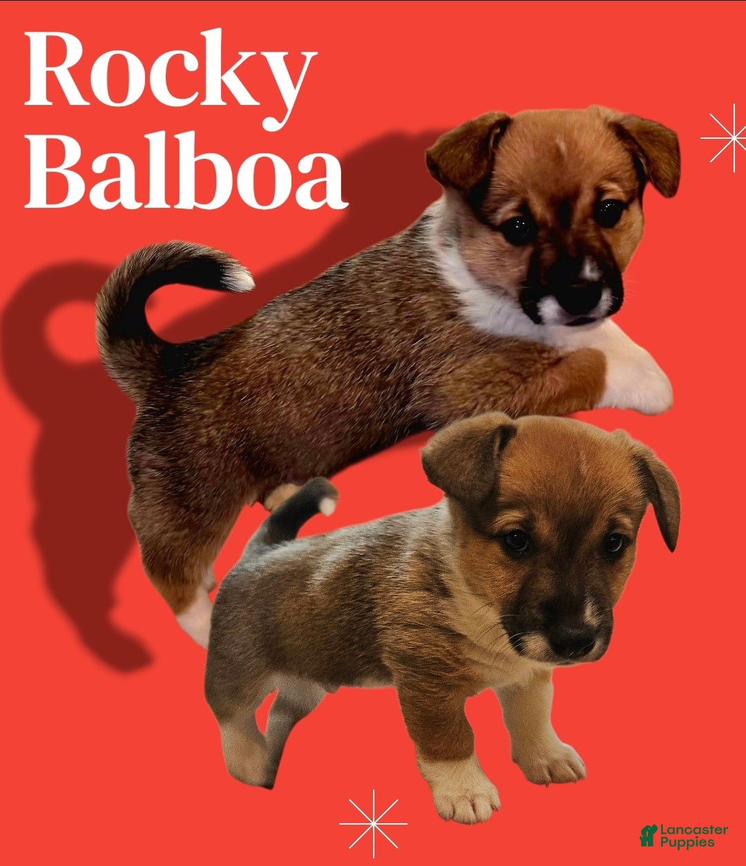 Mixed Breed dogs Rocky Balboa - Ad 36