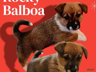 Mixed Breed dogs Rocky Balboa - Ad 36
