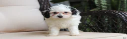 Cavapoo dogs for sale: Jordan - Ad 3