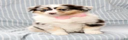 Australian Shepherd dogs for sale: Rosie - Ad 8