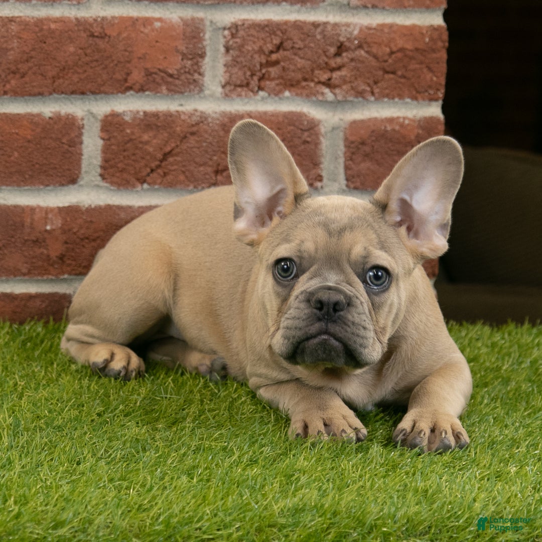 French Bulldog dogs for sale: Dash - Ad 7