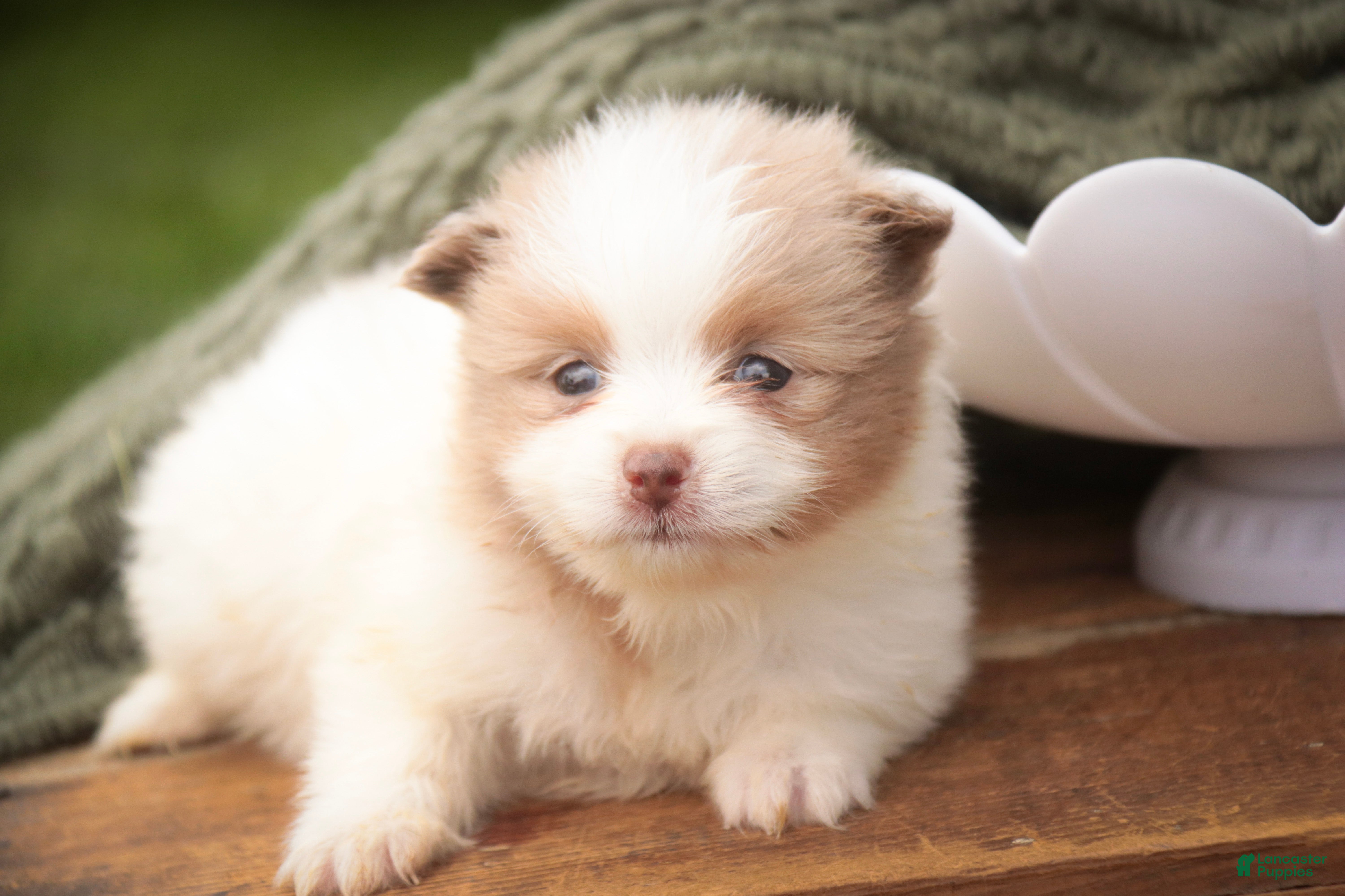 Pomeranian dogs Marie Pomeranian  - Ad 1