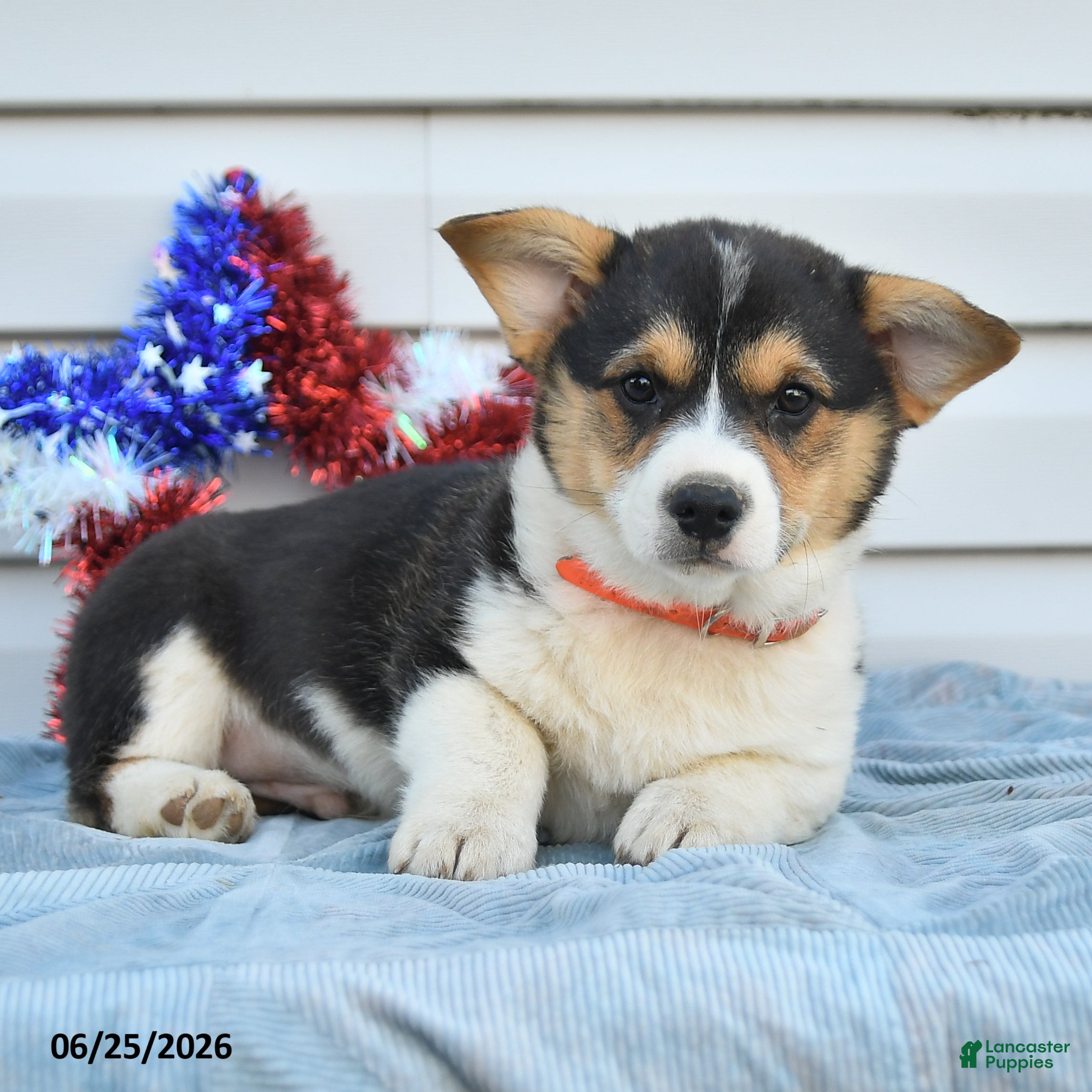 Welsh Corgi Pembroke dogs Paul Revere - Ad 2