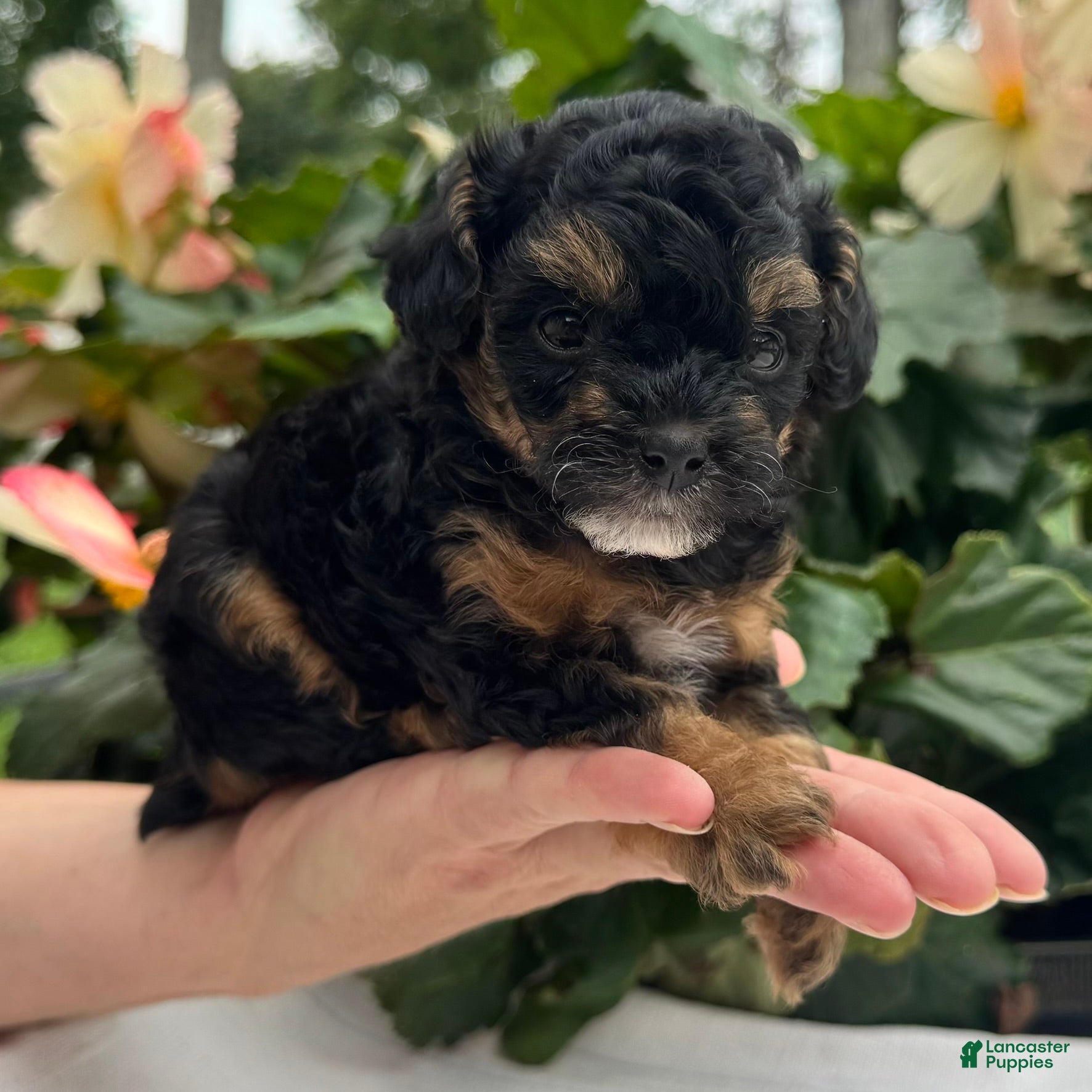 Miniature Poodle dogs Felicity - Ad 1