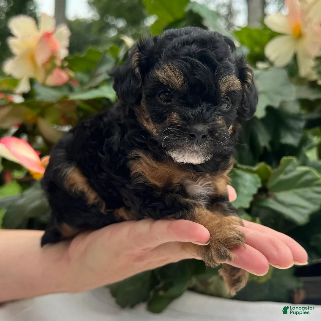 Miniature Poodle dogs for sale: Felicity - Ad 1