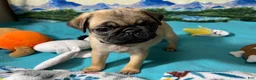 Pug dogs for sale: Birdie - Ad 6