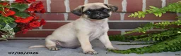 Puggle dogs for sale: Coffee - Ad 5
