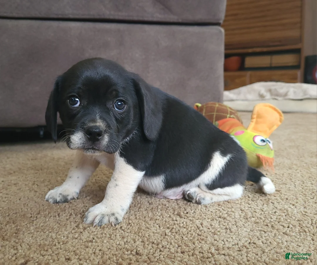 Puggle dogs for sale: Tito - Ad 4