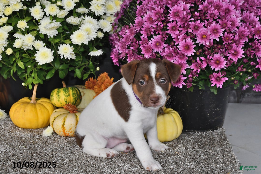 Jack Russell Terrier dogs for sale: Sierra - Ad 2