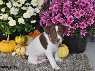 Jack Russell Terrier dogs - Ad 17