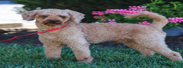 Toby 