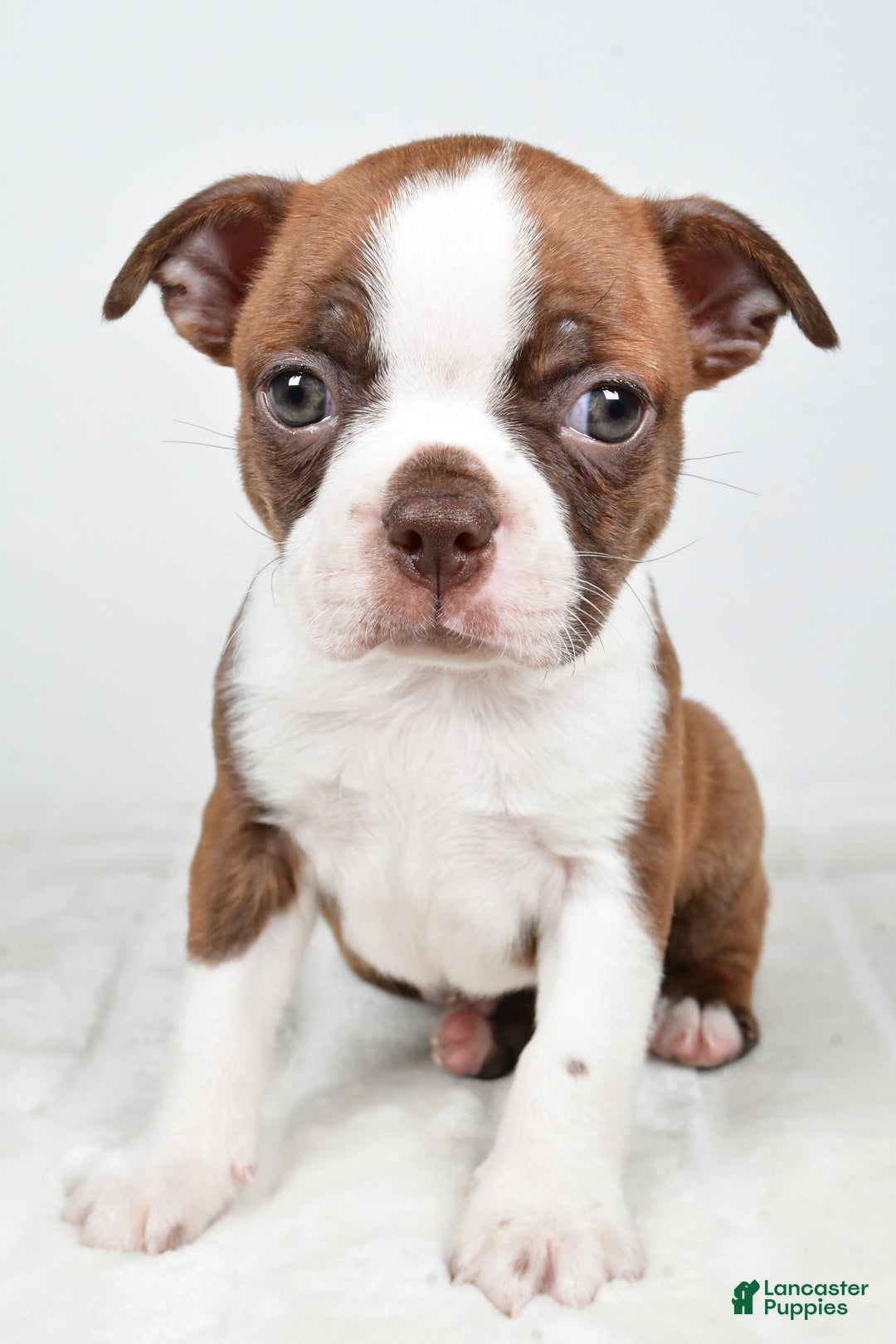 Boston Terrier dogs for sale: Lonnie - Ad 4