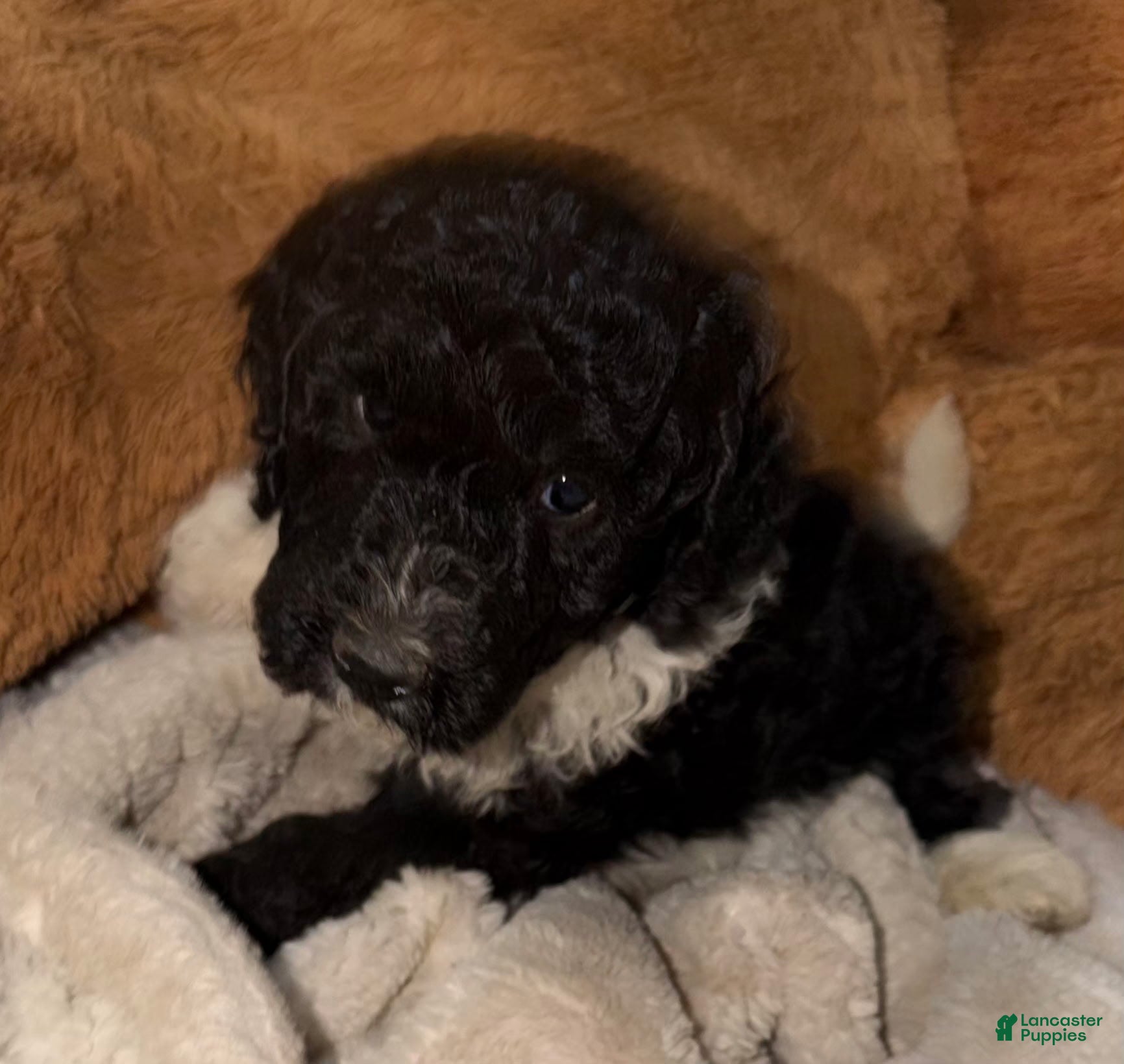 Goldendoodle dogs Goldendoodle 1 - Ad 15