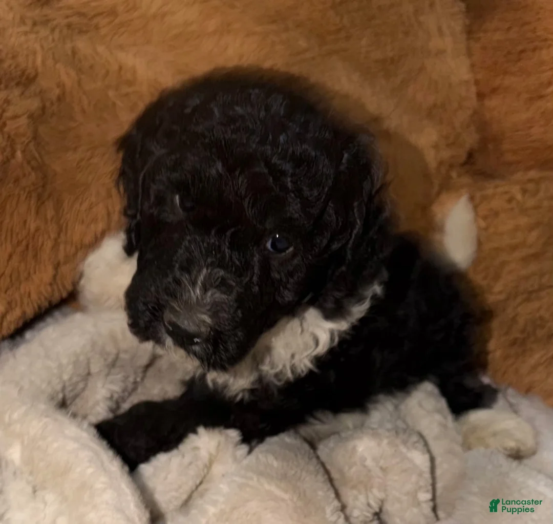 Goldendoodle dogs for sale: Goldendoodle 1 - Ad 1