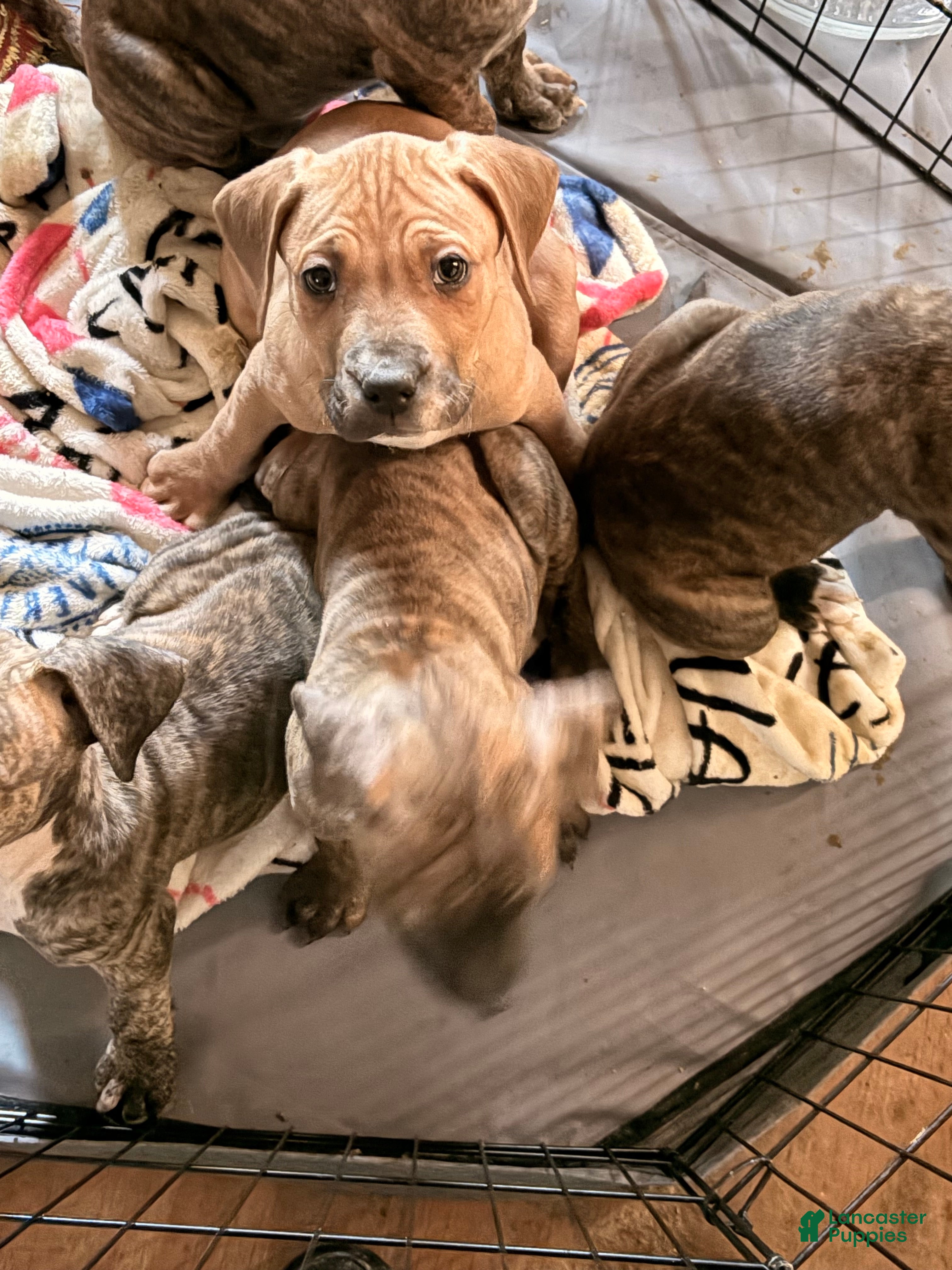 Mixed Breed dogs Thing Thing  - Ad 1