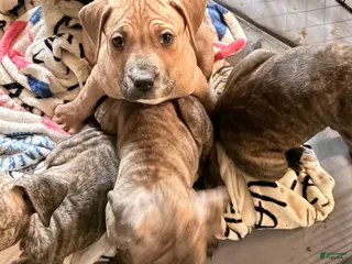 Mixed Breed dogs for sale: Thing Thing - Ad 2