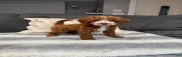 Mini Goldendoodle dogs for sale: Henry - Ad 1