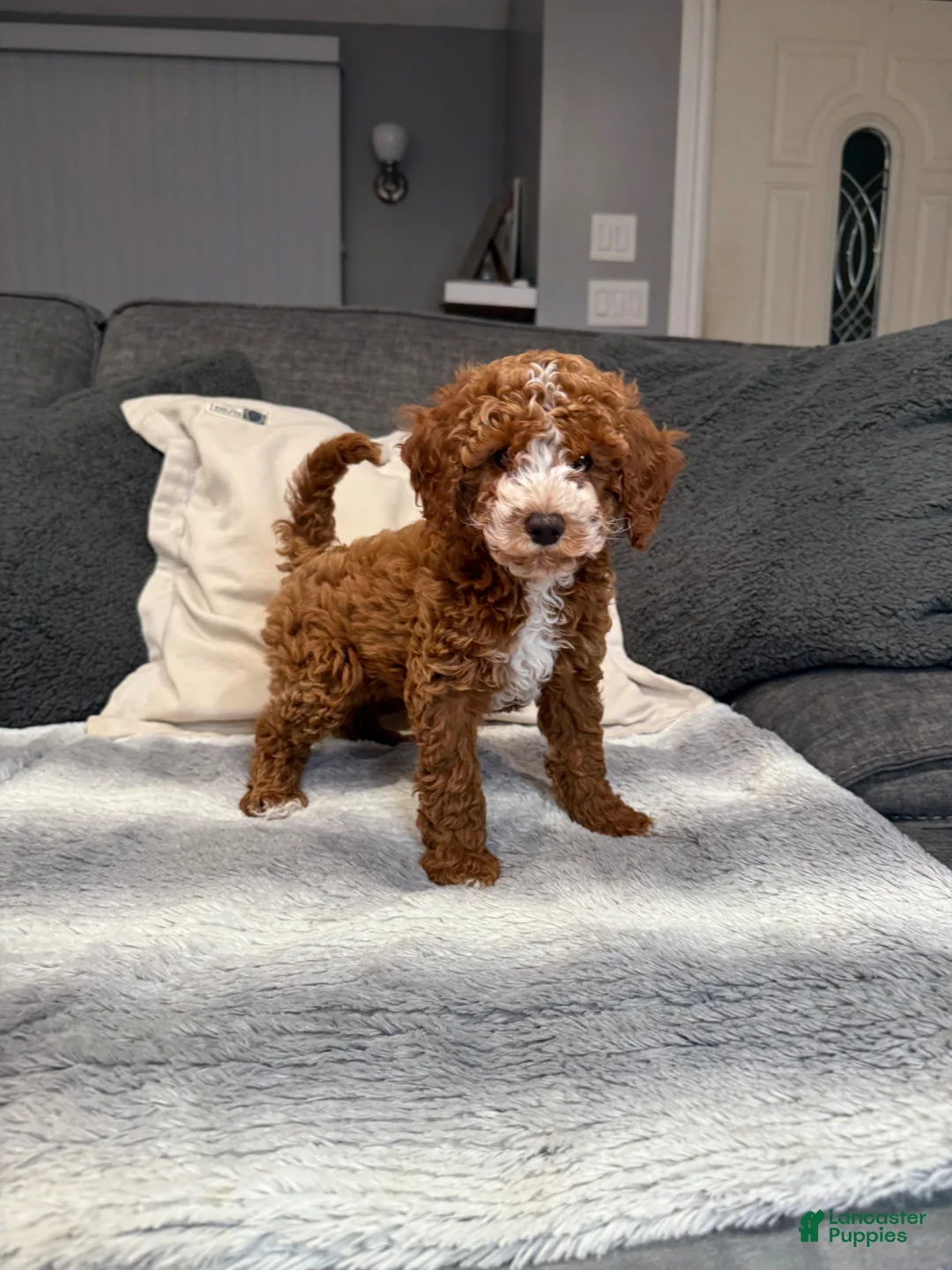 Mini Goldendoodle dogs for sale: Henry - Ad 1