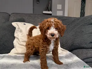 Mini Goldendoodle dogs for sale: Henry - Ad 2