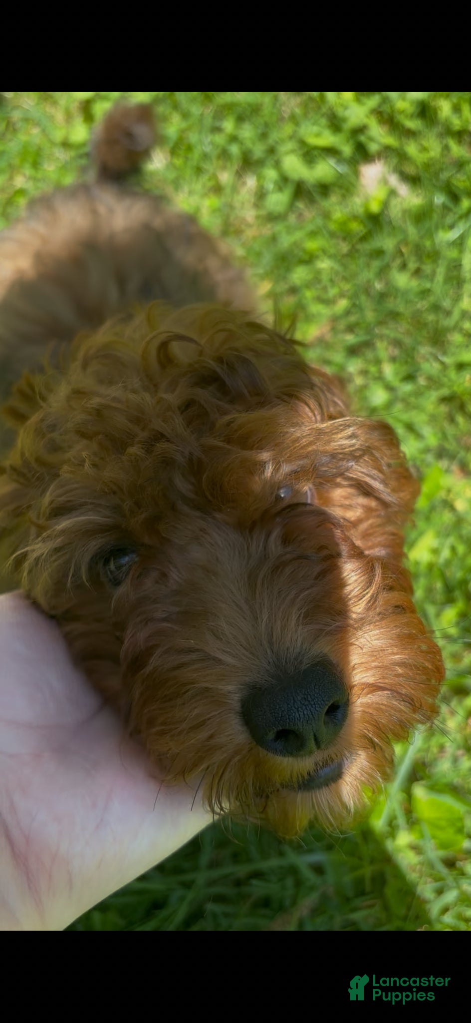 Mini Goldendoodle dogs Scout - Ad 2