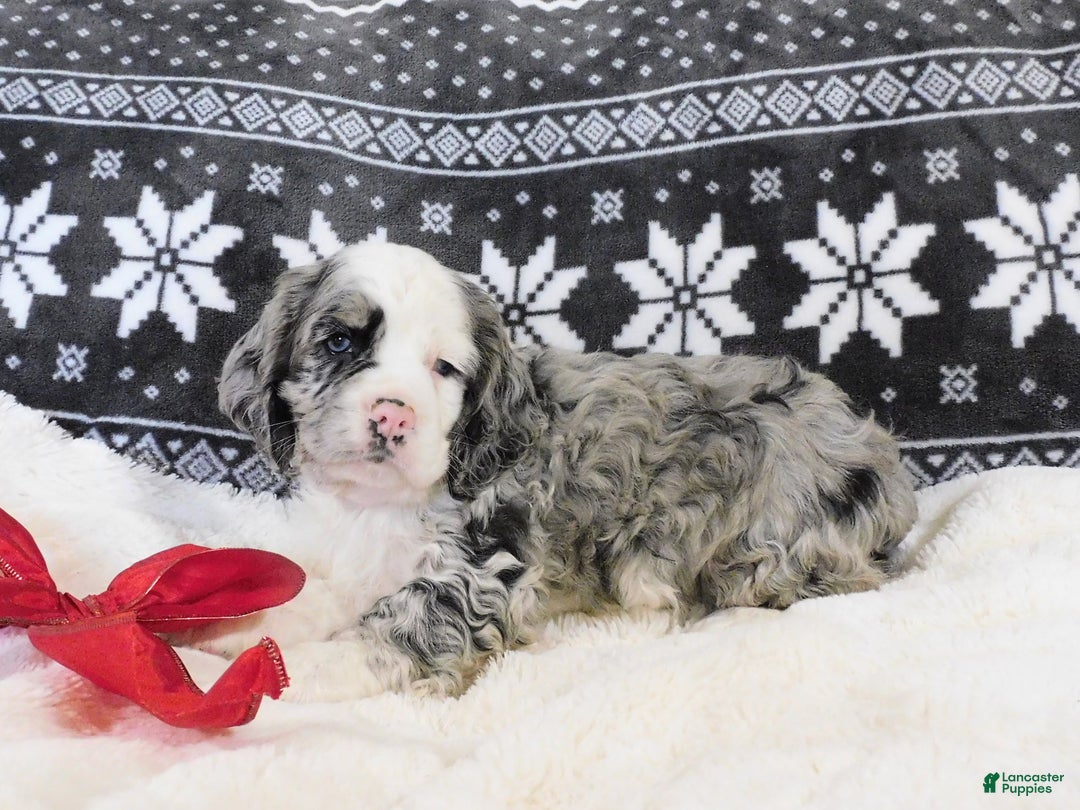 Cocker Spaniel dogs for sale: Chocolate Chip  - Ad 6