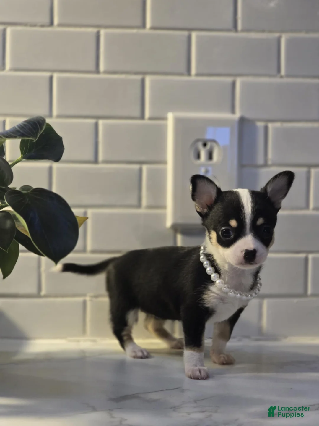 Chihuahua dogs for sale: lucy - Ad 6