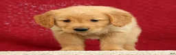 Golden Retriever dogs for sale: Jade - Ad 6