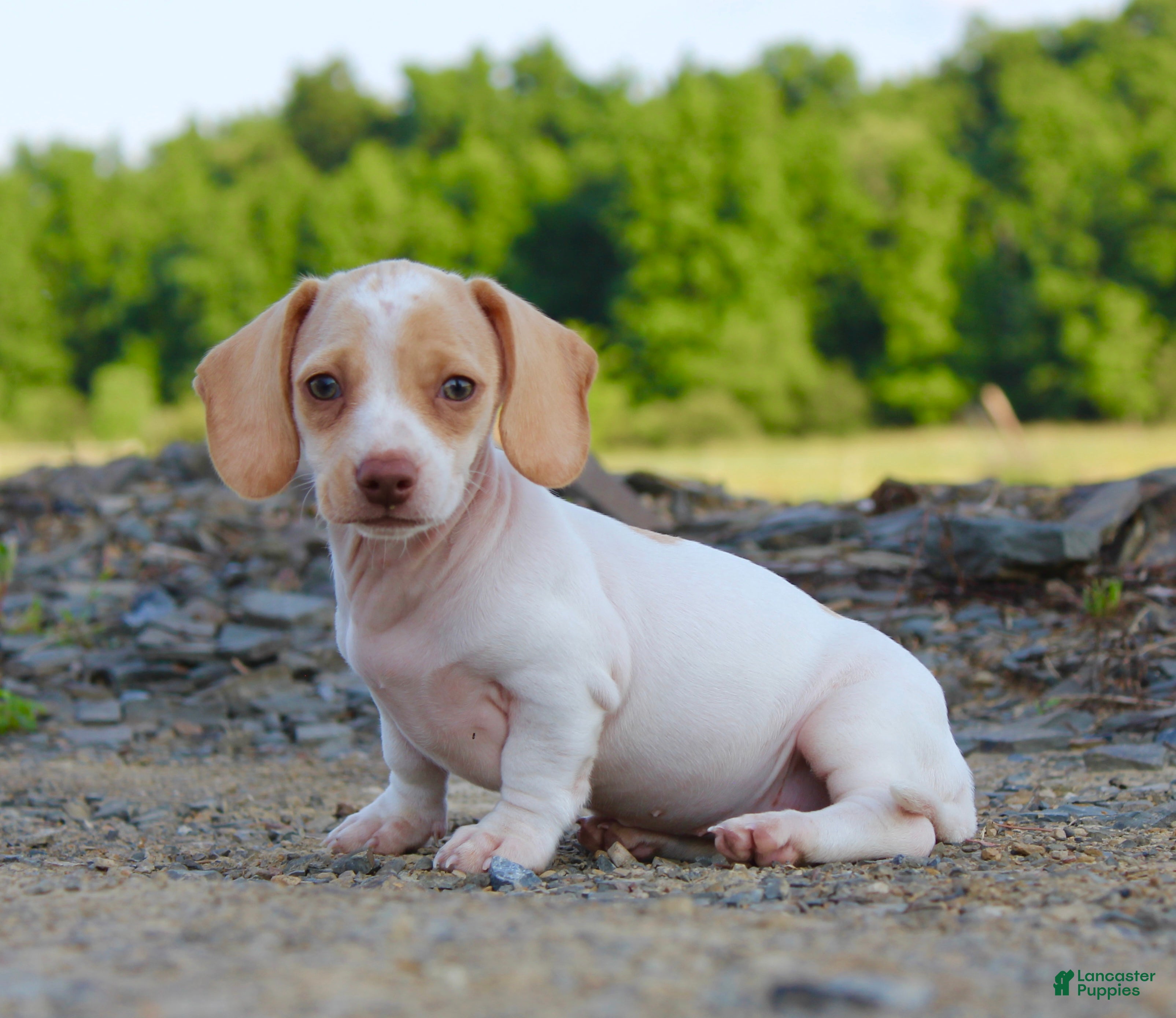 Miniature Dachshund dogs Aspen - Ad 2