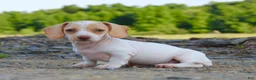 Miniature Dachshund dogs for sale: Aspen - Ad 2