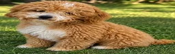 Mini Goldendoodle dogs for sale: Toy Goldendoodle Male - 10lbs Est. Adult Weight - Ad 3