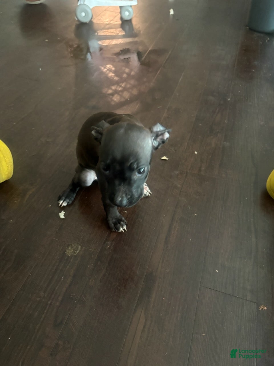 Mixed Breed dogs Girl 2 - Ad 2