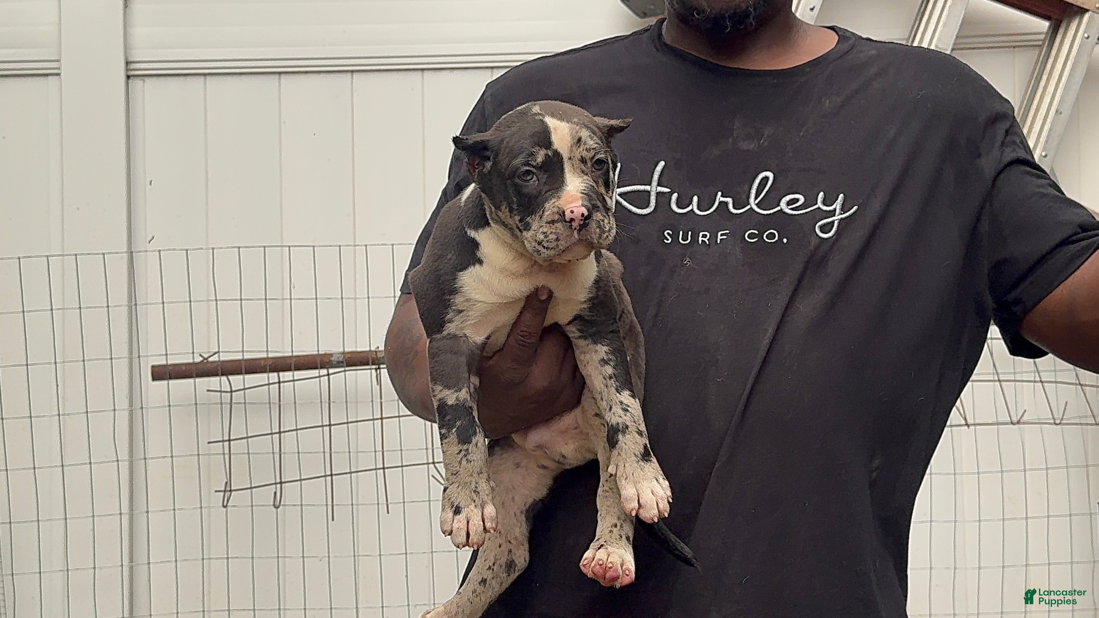 American Bully dogs Galactus - Ad 2