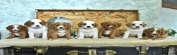 Cavapoo dogs for sale: Carma - Ad 5