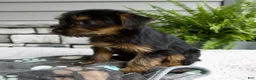 Morkie dogs for sale: Winston - Ad 3