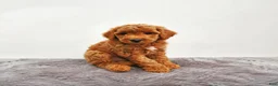 Mini Goldendoodle dogs for sale: Benny - Ad 3