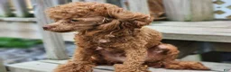 Toy Poodle dogs for stud: Moose - Ad 3