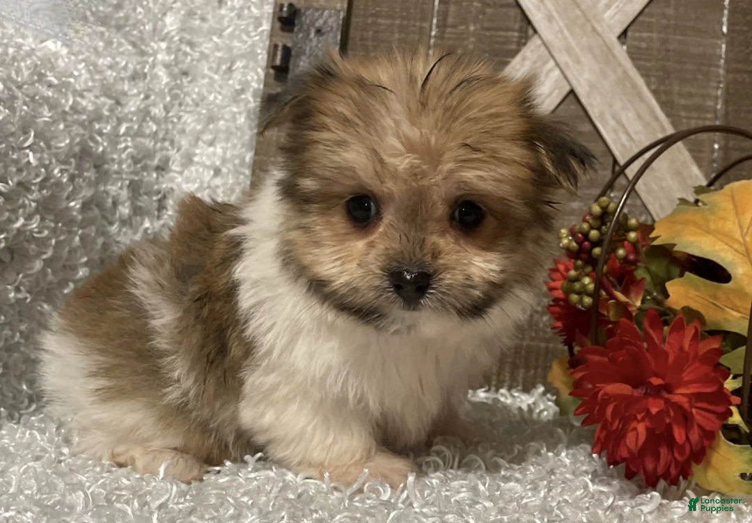 Morkie dogs for sale: Bella - Ad 1