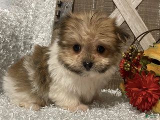 Morkie dogs Bella - Ad 3