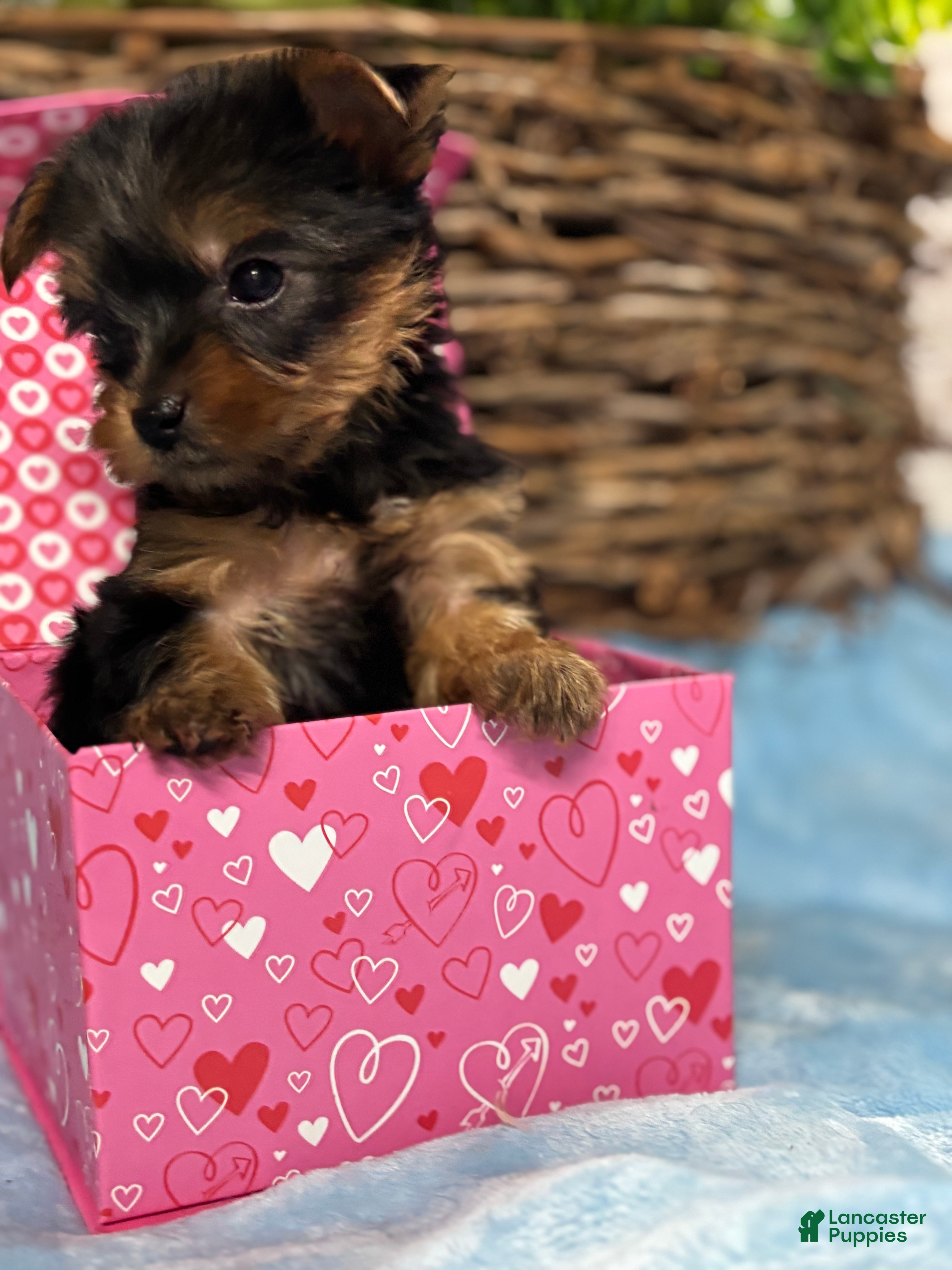 Yorkshire Terrier dogs Yorkshire Terrier Puppy 5 - Ad 11