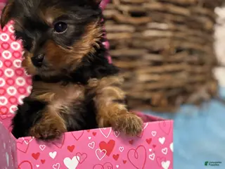 Yorkshire Terrier dogs Yorkshire Terrier Puppy 5 - Ad 11