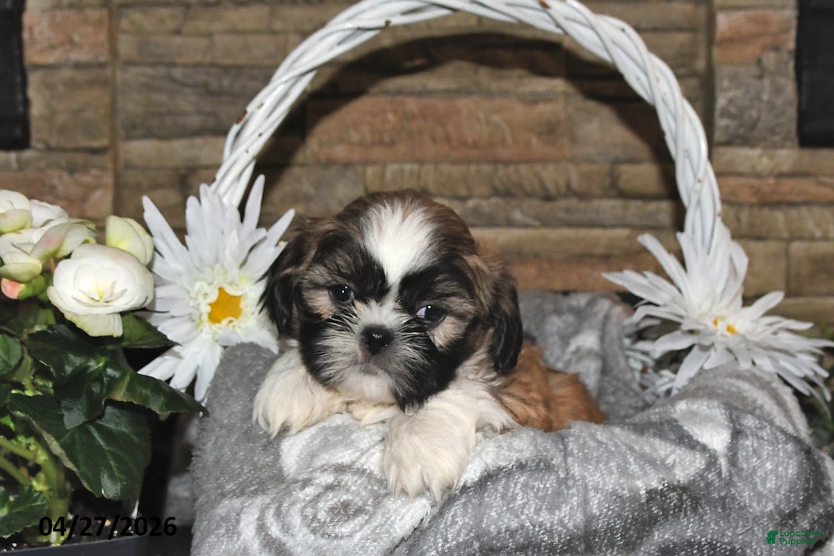 Shih Tzu dogs Sage - Ad 2