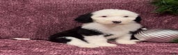 Sheepadoodle dogs for sale: Kenzie - Ad 1